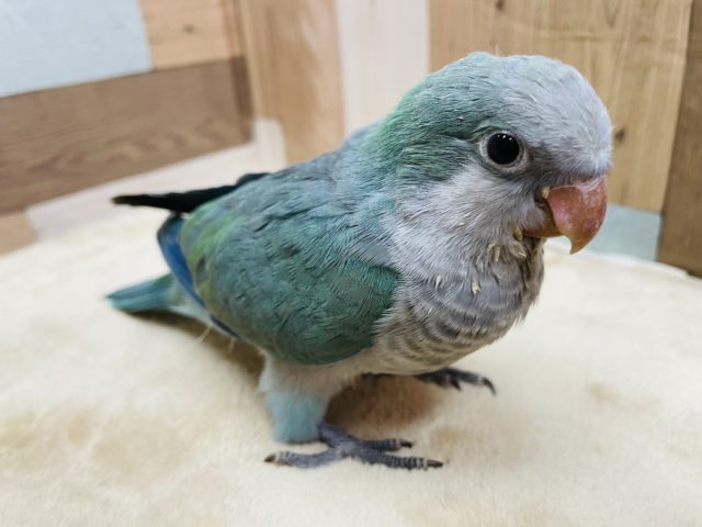 オキナインコ