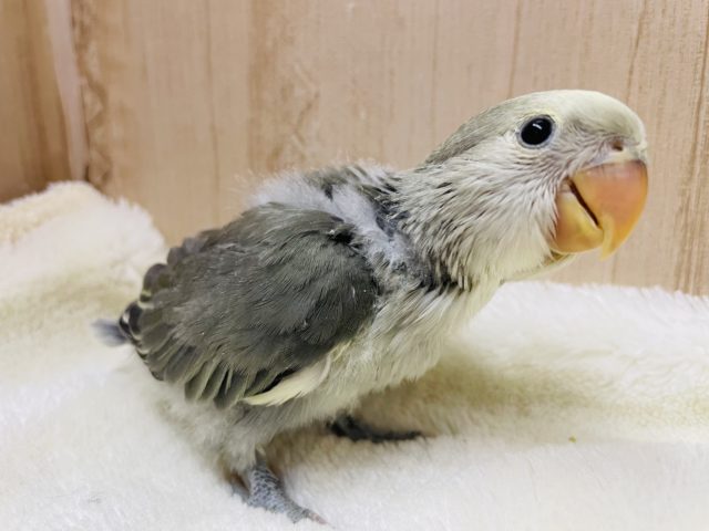 コザクラインコ（小桜インコ）