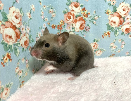 ゴールデンハムスター