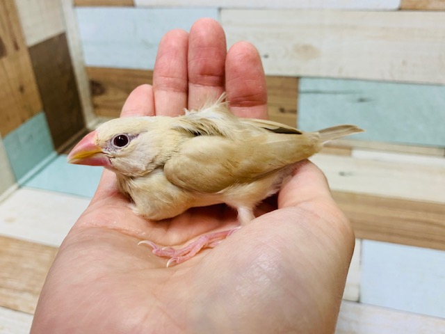 シナモン文鳥