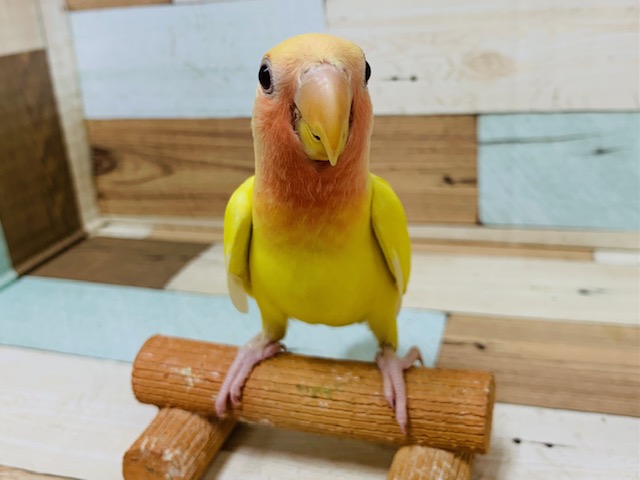コザクラインコ（小桜インコ）