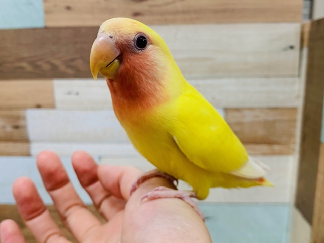 コザクラインコ（小桜インコ）