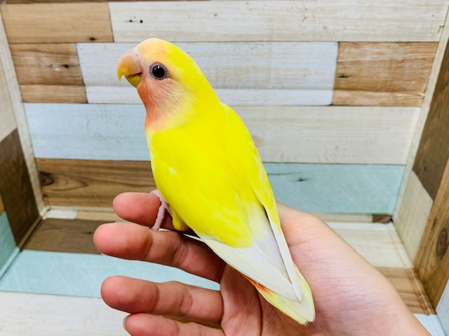 べたなれさん♡!コザクラインコ(ルチノー)さん♪ コザクラインコ(小桜インコ)