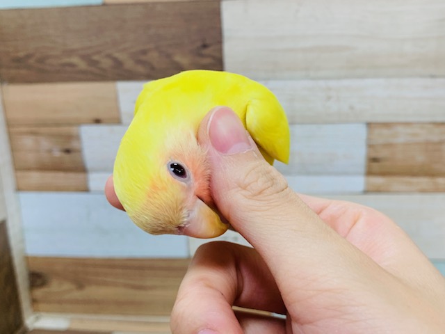 べたなれさん♡!コザクラインコ(ルチノー)さん♪ コザクラインコ(小桜インコ)