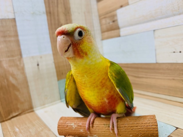 ホオミドリウロコインコ