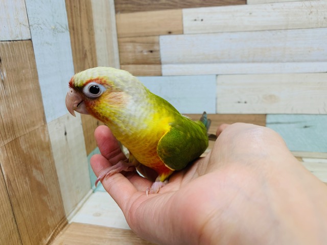 ホオミドリウロコインコ