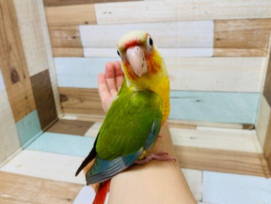 ホオミドリウロコインコ