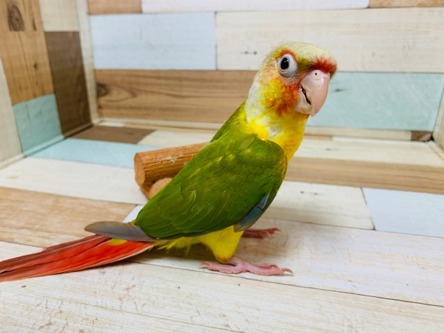 ホオミドリウロコインコ