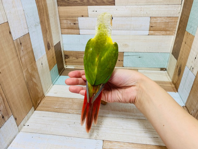 ホオミドリウロコインコ