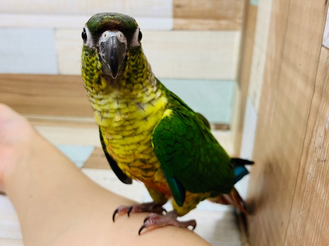 ワキコガネウロコインコ