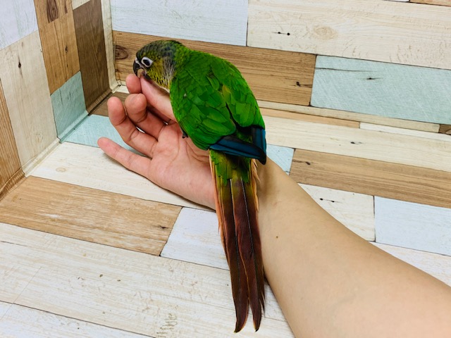 ワキコガネウロコインコ