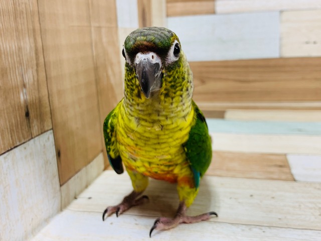 ワキコガネウロコインコ