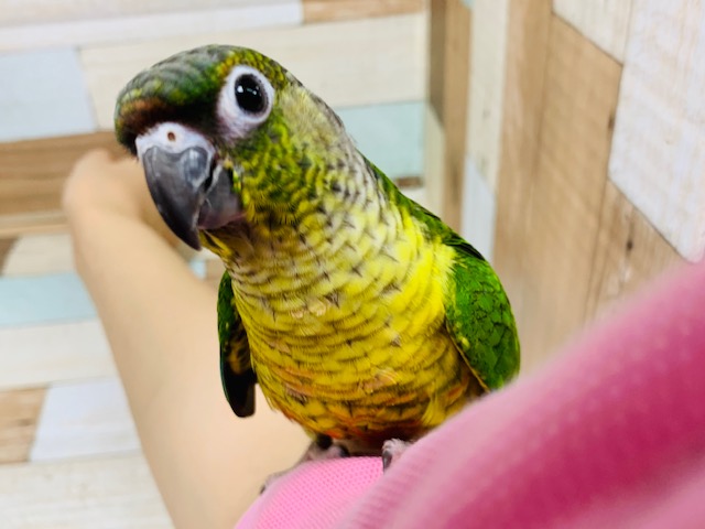 ワキコガネウロコインコ