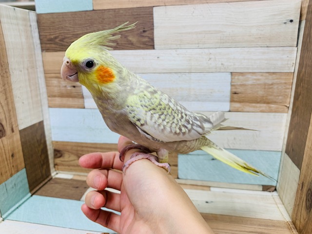 オカメインコ