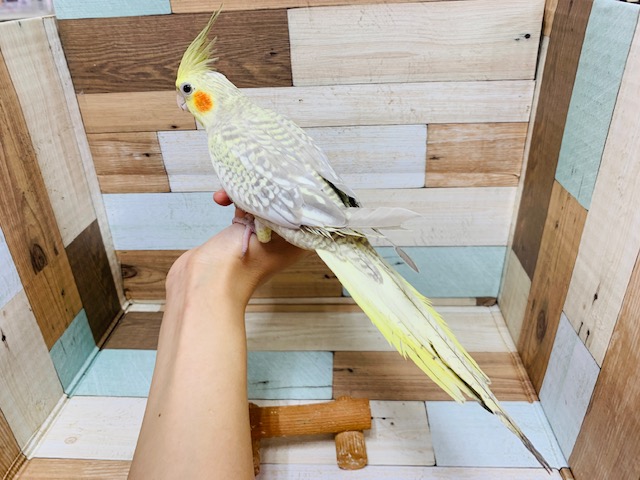 オカメインコ