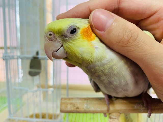 オカメインコ