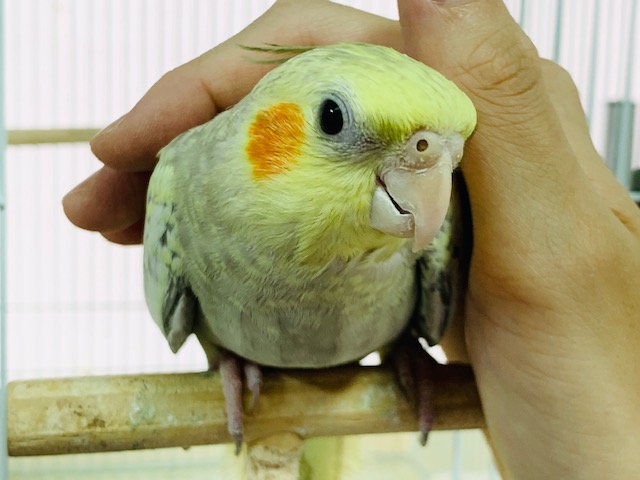 オカメインコ