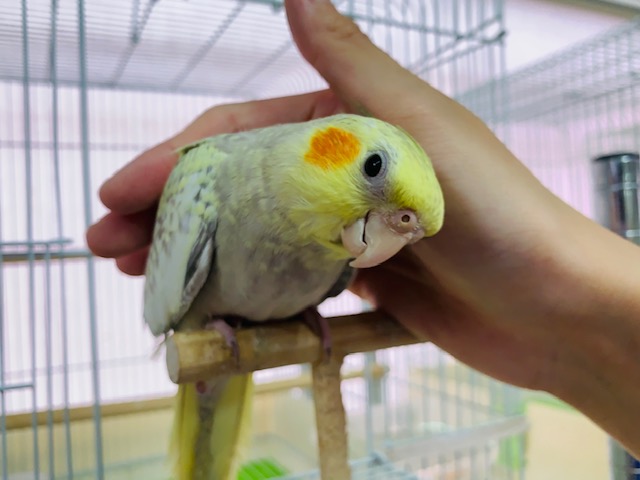 オカメインコ