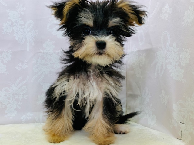 チワマル（マルチワ）