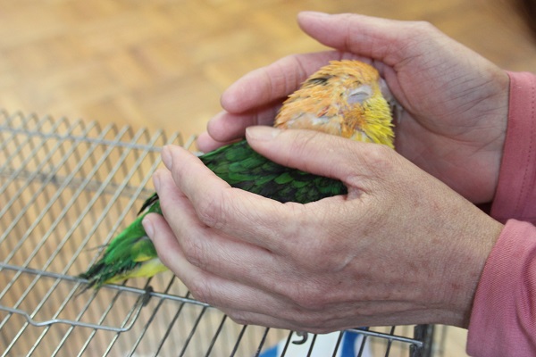 ちょっぴり怖がりさんだけど…個性的で愛おしいシロハラインコさんです💛 シロハラインコ