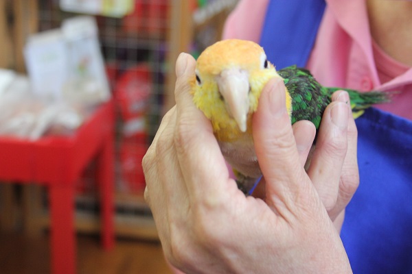 シロハラインコ