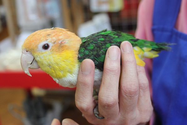 シロハラインコ