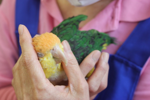 シロハラインコ