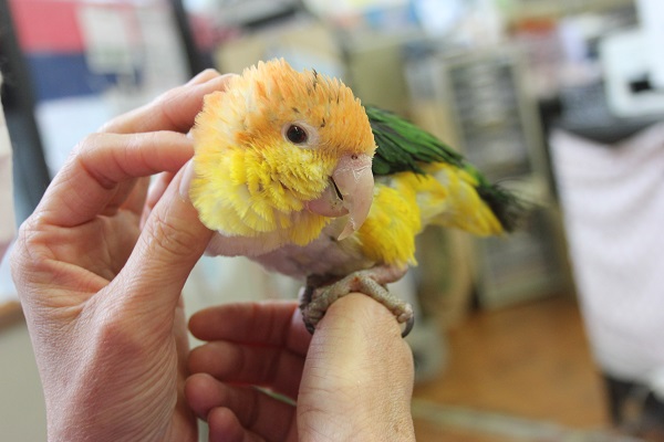 シロハラインコ