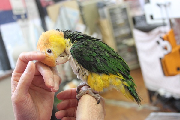 シロハラインコ