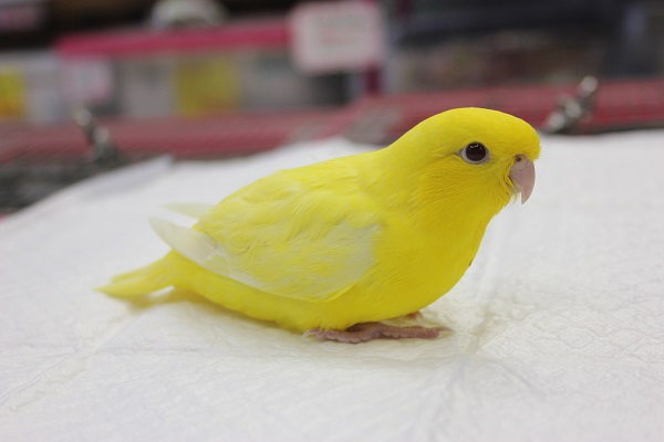 サザナミインコ