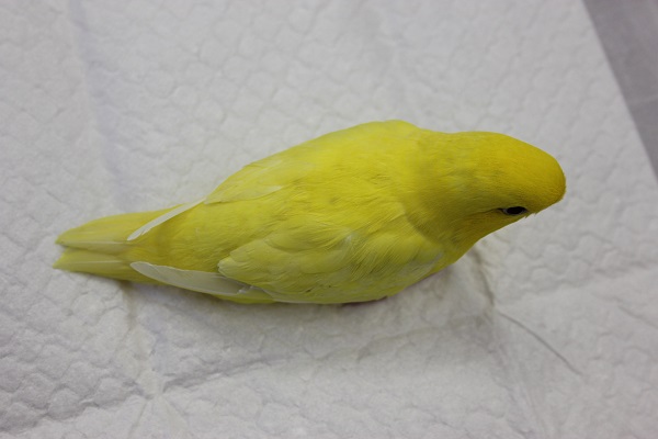 サザナミインコ