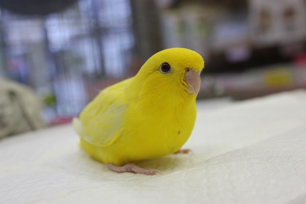 サザナミインコ