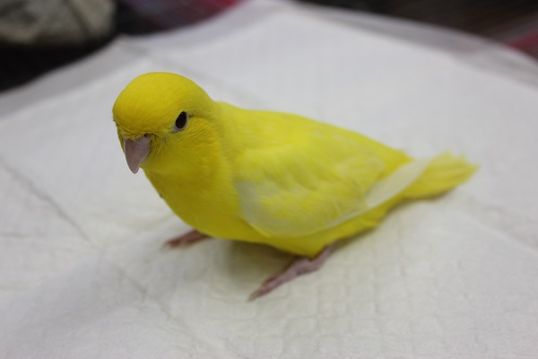 サザナミインコ