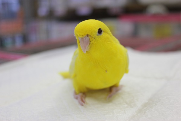 優しいお顔にうっとり…💛サザナミインコ(ルチノー)ヒナちゃんです❢ サザナミインコ