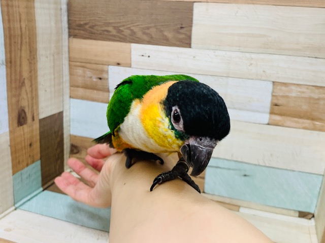 ズグロシロハラインコ