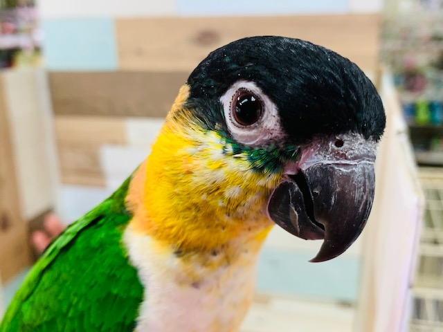 ズグロシロハラインコ