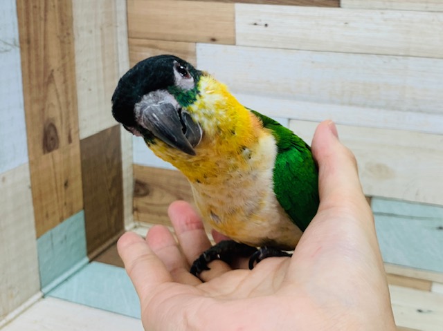 ズグロシロハラインコ