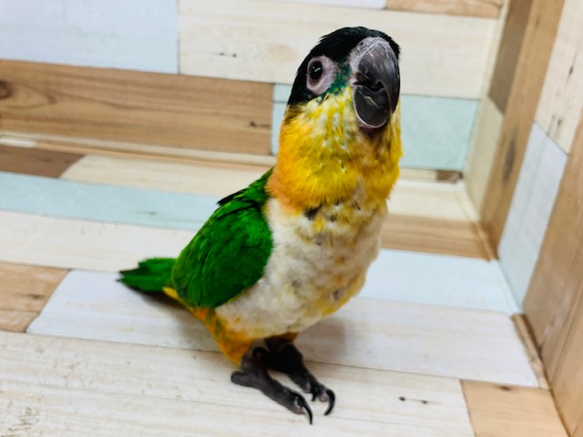 ズグロシロハラインコ