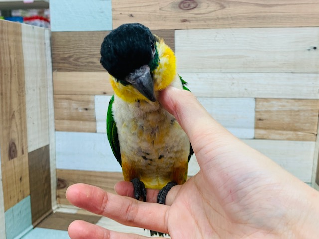 ズグロシロハラインコ