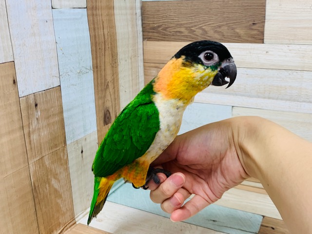 ズグロシロハラインコ