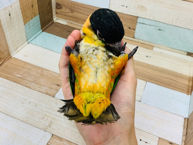 ズグロシロハラインコ