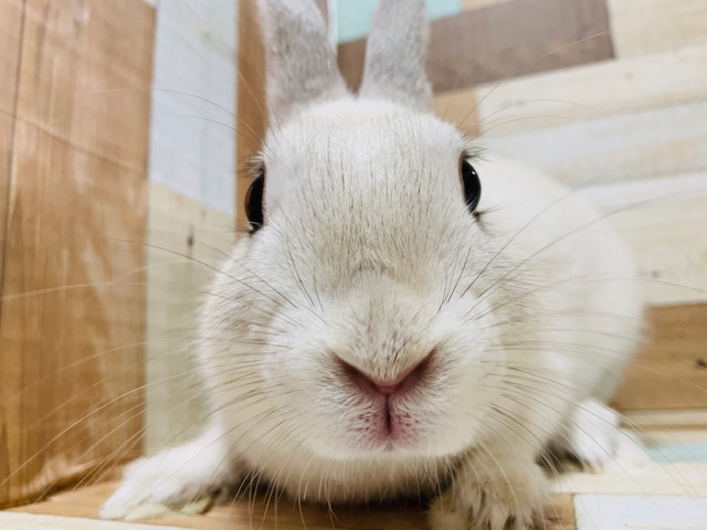 ネザーランドドワーフ