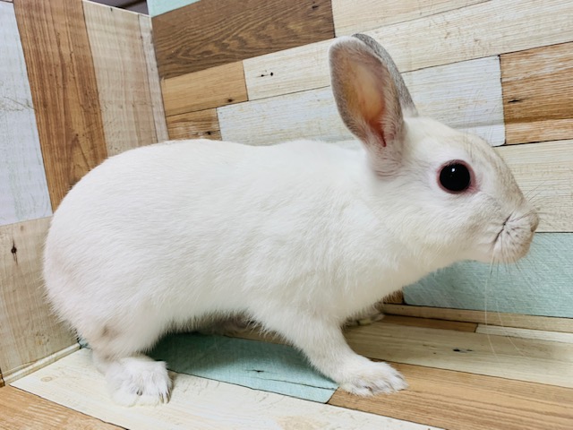 ネザーランドドワーフ