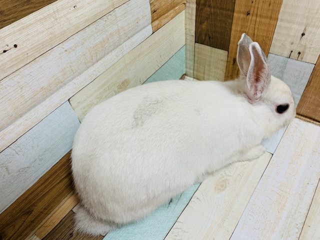 ネザーランドドワーフ