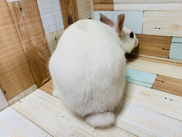 ネザーランドドワーフ