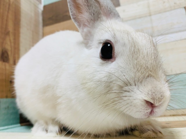 ネザーランドドワーフ