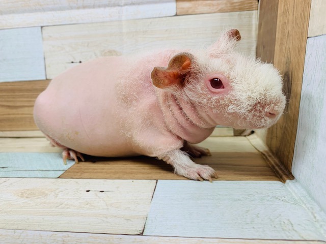 スキニーギニアピッグ