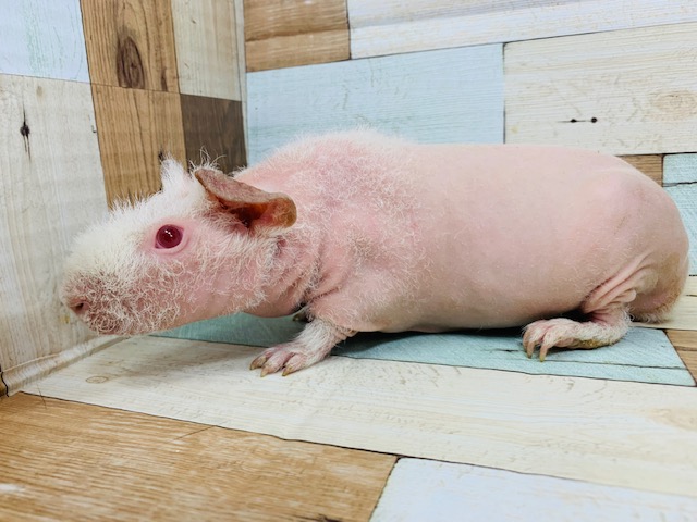 スキニーギニアピッグ