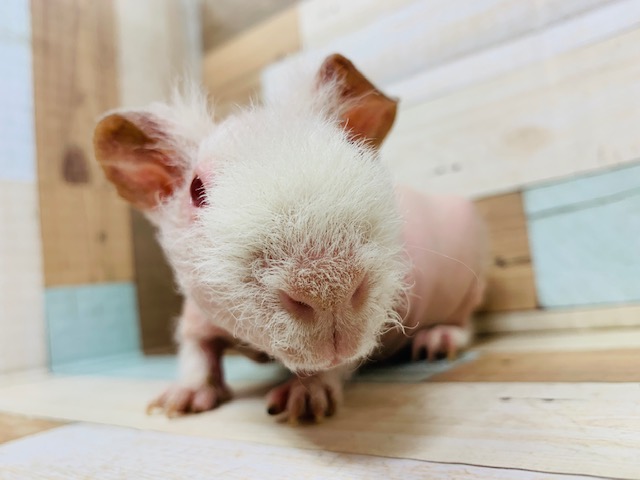 スキニーギニアピッグ