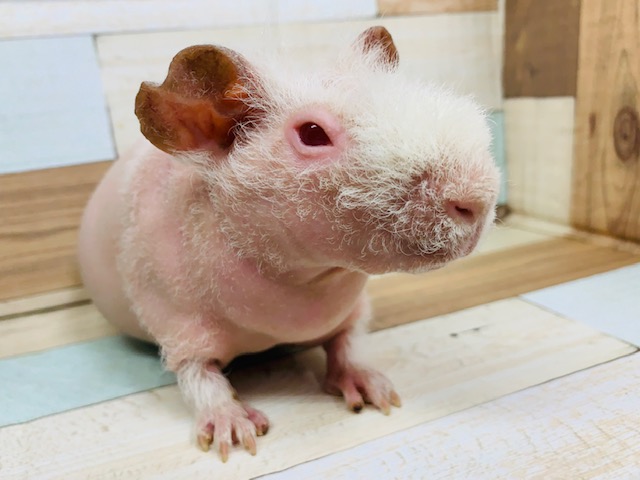 スキニーギニアピッグ